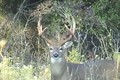 September 9 Whitetail Buck headed to the Oaks ONLY on HawgNSonsTV