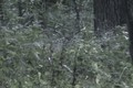 September 14 Whitetail Buck eating Acorns ONLY on HawgNSonsTV