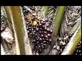 The Problem with Palm Oil - Be Part of the Conversation (Video)