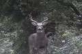 September 17 Big Whitetail Buck ONLY on HawgNSonsTV