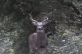 Big Whitetail Buck September 17 ONLY on HawgNSonsTV