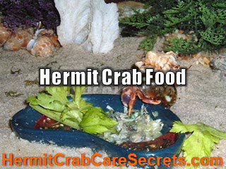 Hermit Crab Food - Know What's Best For Their Healthy Living