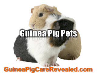 Top Five Reasons Why You Should  Own Guinea Pigs Pets