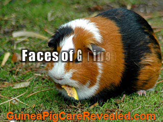 Guinea Pig Pictures - Take A Look At These Cute Little Cavy