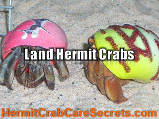 Land Hermit Crabs - 4 Basic Food Groups For Hermit Crabs