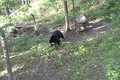 September 19 Wisconsin Black Bear Hunt  ONLY on HawgNSonsTV