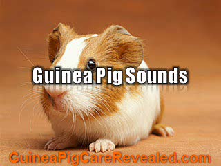 Guinea Pig Sounds - Recognize What Your Pet is Expressing