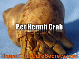Pet Hermit Crab -Learn Healthy and Proper Pet Care