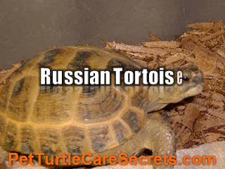 Russian Tortoise - How Do They Look Like?