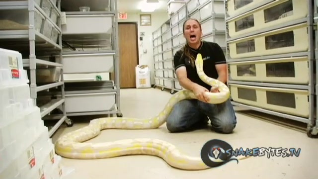SnakeBytesTV-Snake Business!