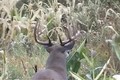 October 9 Bow Hunting World Class Whitetail Bucks ONLY on HawgNSonsTV