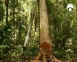 Amazonas (1-6) (Introduccion) (www.docuzone.net)