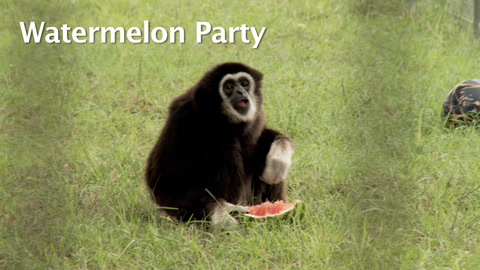 Primate Waremelon Party