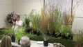 Designing with Ornamental Grasses 3 of 6