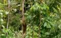 Vida animal: Garras del Amazonas (www.docuzone.net)