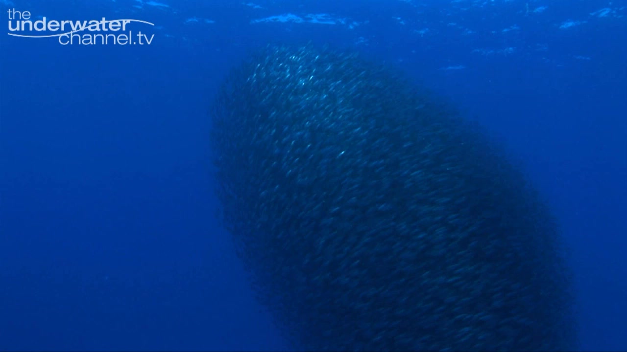 The Last Sardine - The Underwater Channel.tv