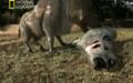 Depredadores Prehistoricos; El cerdo asesino (www.docuzone.net)