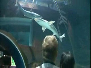 Shark bite caesarean saves babies in New Zealand