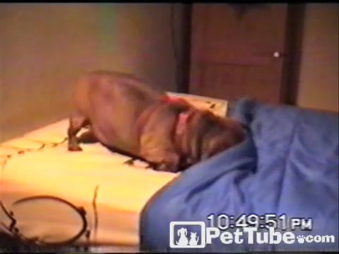 Dogs and Blankets - PetTube.com