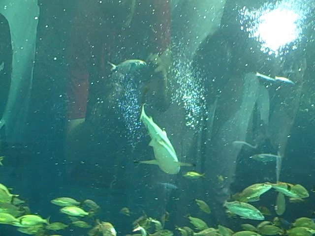 Kimball Roundy At The Georgia Aquarium - Cool Stuff  Part 2