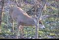 BowHunting Big Whitetails the Second Rut December 1 & 5 ONLY on HawgNSonsTV