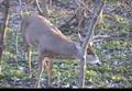 December 1 & 5 Bow Hunting Big Bucks the Second Rut ONLY on HawgNSonsTV
