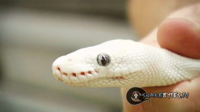 SnakeBytesTV "White Snake or Albino Serpent"