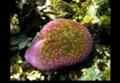 Coral Grows Faster than Thought 