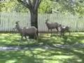 Kootenay National Park and Big Horn Sheep, Canada