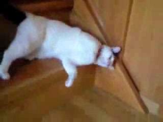 Funny cat going down the stairs
