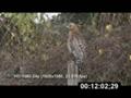 Florida Red-shouldered Hawk