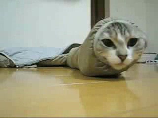 Cat in Coat