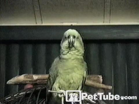 Old McDonald Had a Parrot - PetTube.com