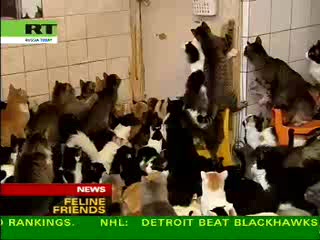 136 cats in a small apartment