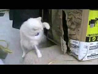 THE BEST CAT VIDEO YOU'LL EVER SEE