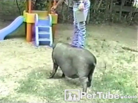 Pig at the Playground - PetTube.com