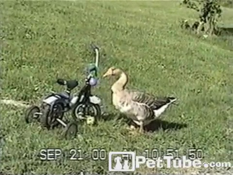 Another Way for a Duck to Honk - PetTube.com