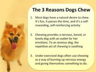 How to Stop a Dog from Chewing