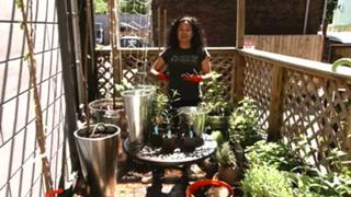 Container Gardening-Growing an Olive Tree