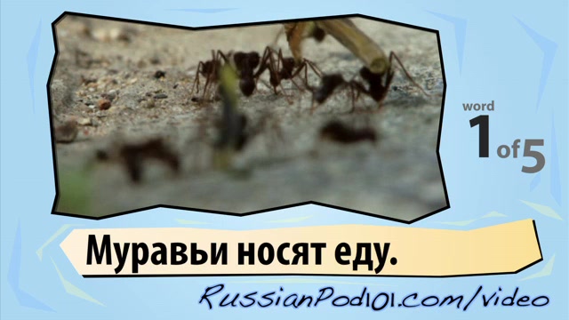 Learn Russian - Learn with Russian Insect Videos