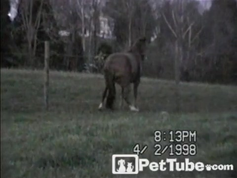 Horse with an Itch - PetTube.com