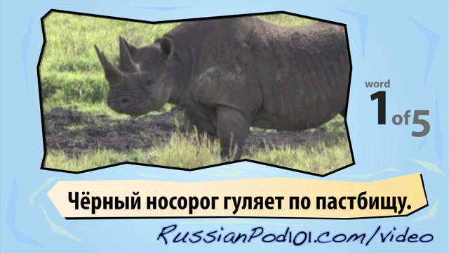 Learn Russian - Learn with Russian Safari Videos