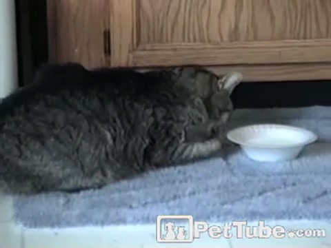 A Cat with Manners - PetTube.com