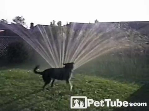 The Sprinkler High Jump - PetTube.com