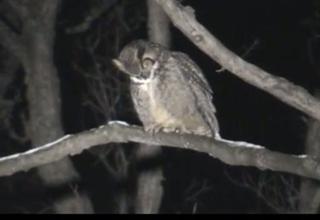 Great Horned Owl February 4 ONLY on HawgNSonsTV