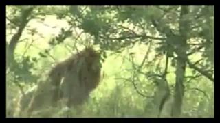 Gajima Male Lions & Nkuhuma Females