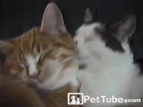 PetTube.com’s Valentine’s Day Pets