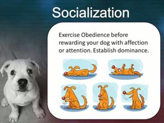 Home Dog Obedience Training - 3 Crucial Factors