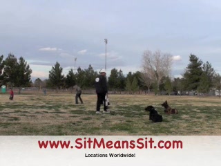 Dog Training Collar - Train multiple dogs together