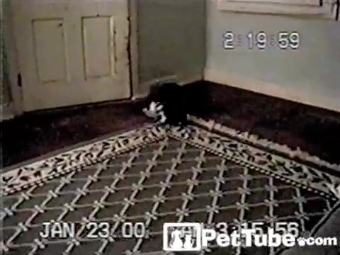 Cat Trying to Tie His Shoe - PetTube.com